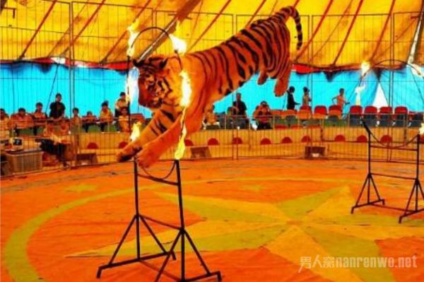 马戏团老虎跳出铁笼 逃走连夜被抓回 已确认无人受伤