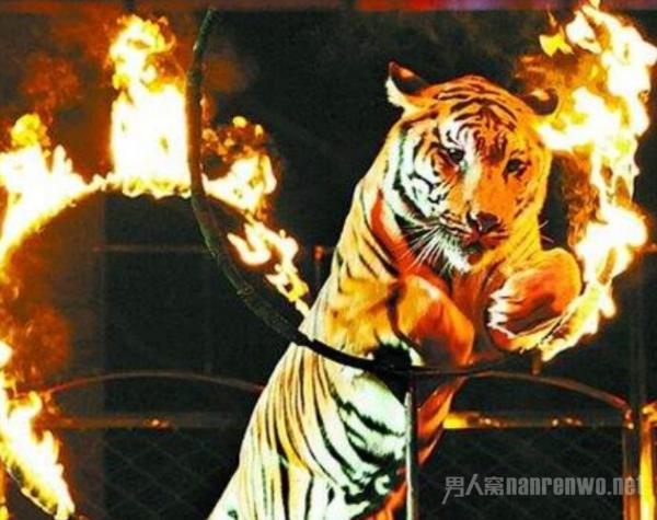 马戏团老虎跳出铁笼 逃走连夜被抓回 已确认无人受伤