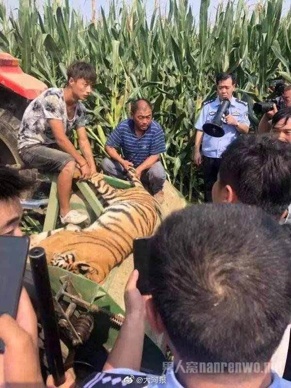 马戏团老虎跳出铁笼 逃走连夜被抓回 已确认无人受伤