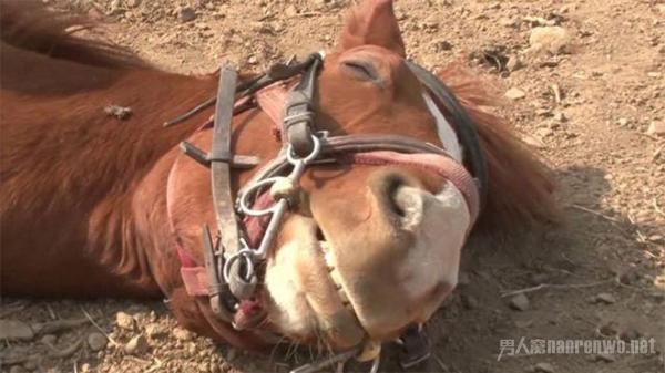 小马拒绝被骑倒地装死 令人捧腹 网友：孟婆汤没喝够量