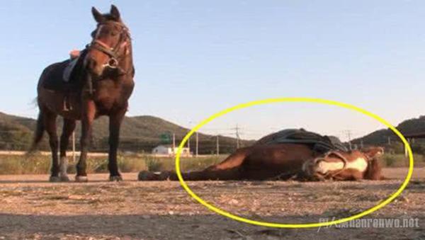 小马拒绝被骑倒地装死 令人捧腹 网友：孟婆汤没喝够量