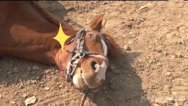 小马拒绝被骑倒地装死 令人捧腹 网友：孟婆汤没喝够量