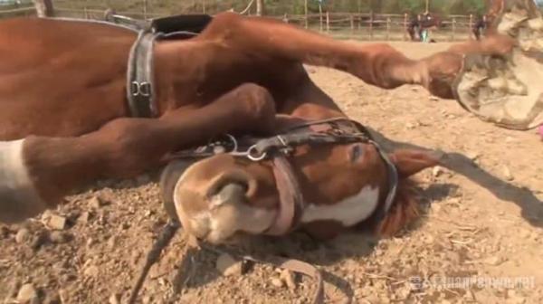 小马拒绝被骑倒地装死 令人捧腹 网友：孟婆汤没喝够量