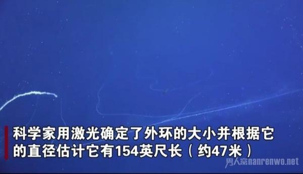 澳大利亚深海拍到47米长管状水母 澳大利亚深海拍到47米长管状水母 网友：不会打结吗？