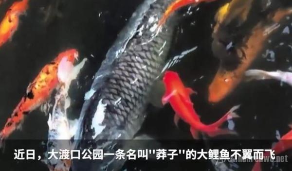 重庆明星鱼莽子被吃掉 全是临时起意 网友：信你个鬼