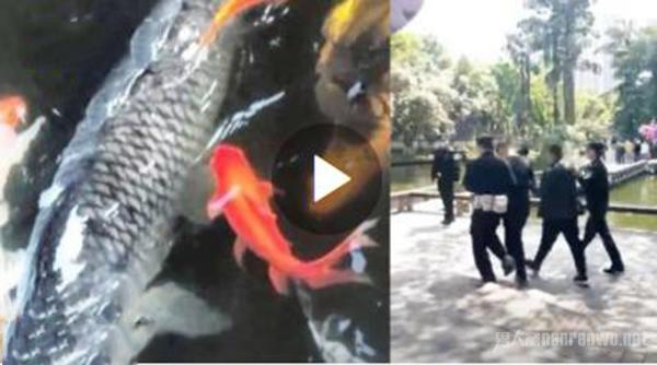 重庆明星鱼莽子被吃掉 全是临时起意 网友：信你个鬼