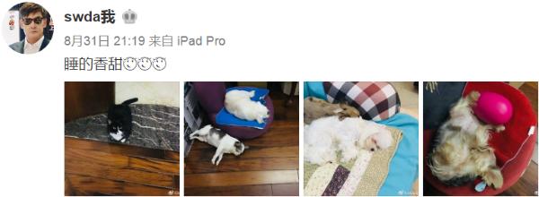 向佐郭碧婷再次申请注册结婚|向佐郭碧婷再次申请注册结婚