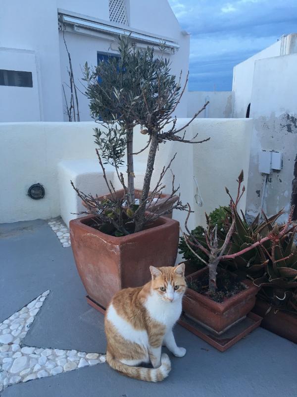王一博饰演角色小猫咪“卷心菜”，这也太可爱了吧