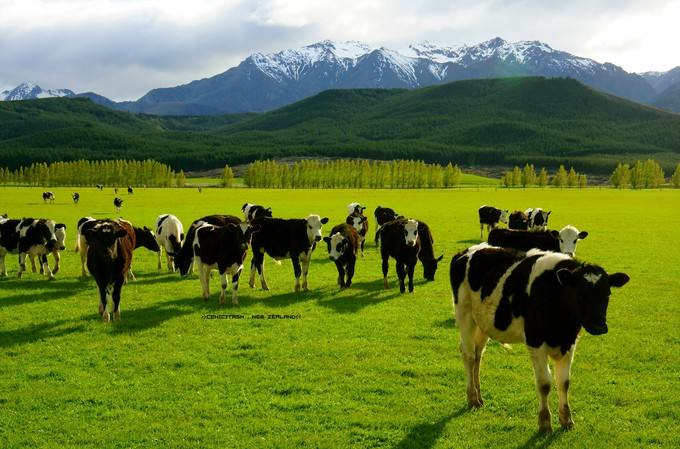 恩泽宝■恩泽宝KIDS真芝棒全新上市，高钙少钠健康营养获质检标准