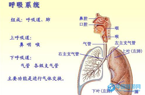 新生儿▲新生儿五大系统指的是什么？如何正确提高新生儿五大系统？