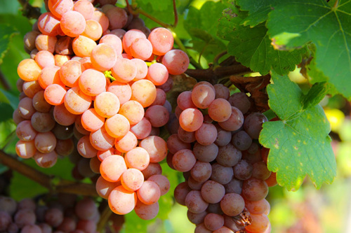 这些葡萄酒是配餐的安全选择