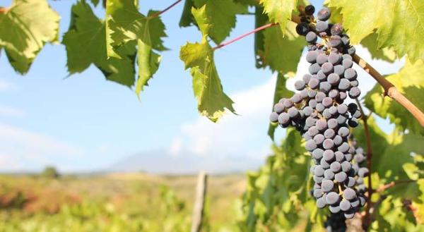 「葡萄品种」意大利十大葡萄品种