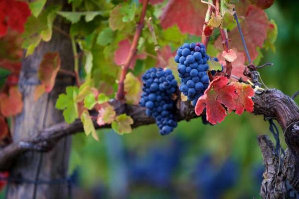 「葡萄品种」意大利十大葡萄品种