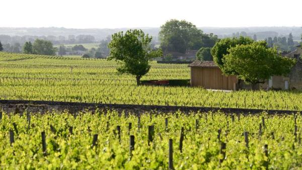 知识小测，你所不知道的波尔多葡萄酒