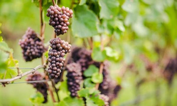 「葡萄品种」意大利十大葡萄品种