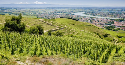 罗讷河谷不容忽视的小众产区