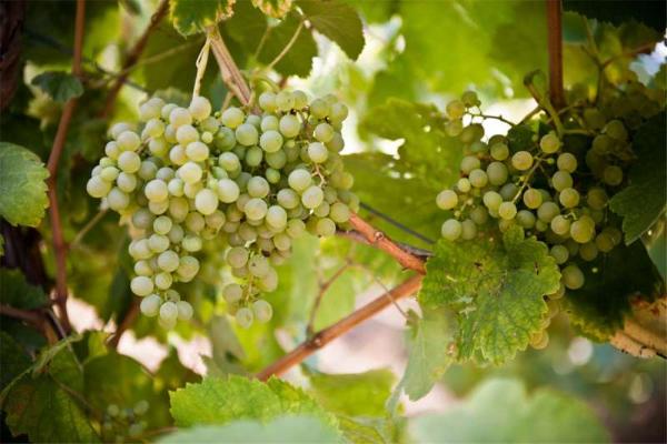 「葡萄品种」意大利十大葡萄品种