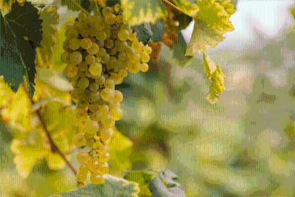 「葡萄品种」意大利十大葡萄品种