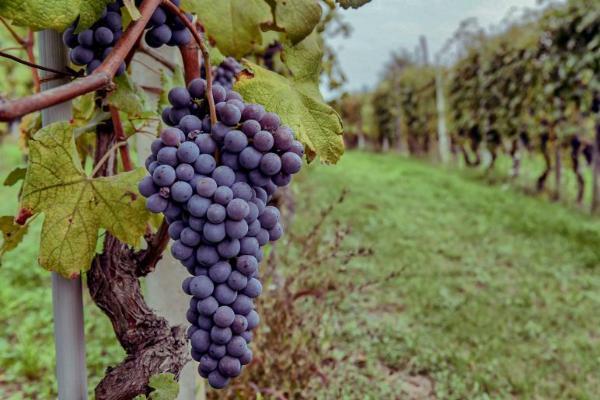 [梅洛]梅洛，不仅仅是大众情人