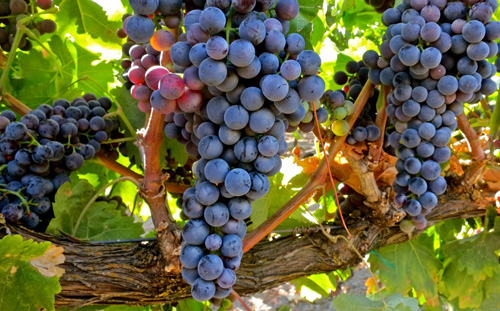 葡萄酒世界两大阵营：旧世界和新世界