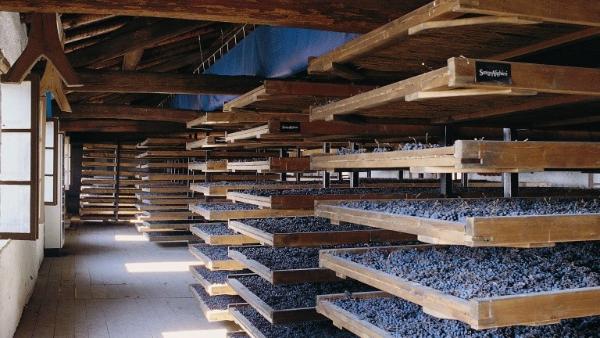 初尝意大利酒，怎么入手？