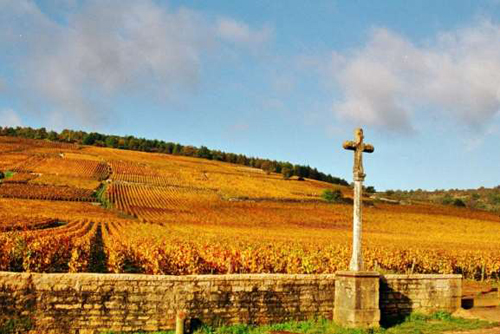 葡萄酒世界两大阵营：旧世界和新世界