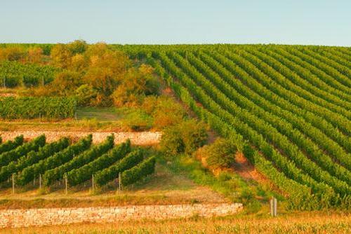 「2050年的波尔多葡萄酒」2050年的波尔多葡萄酒什么味？