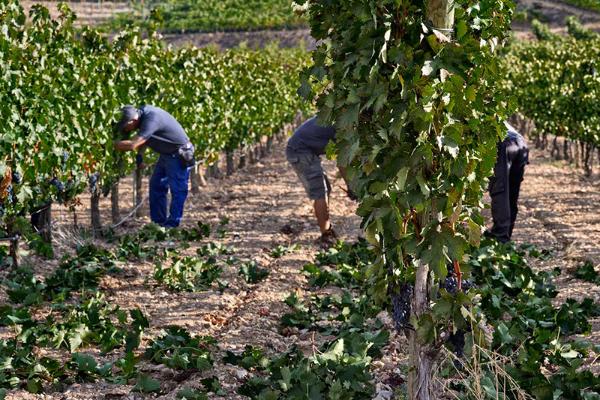 一年四季，葡萄园中的劳作