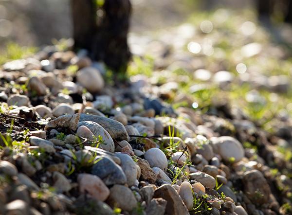 梅多克四大名村之波雅克