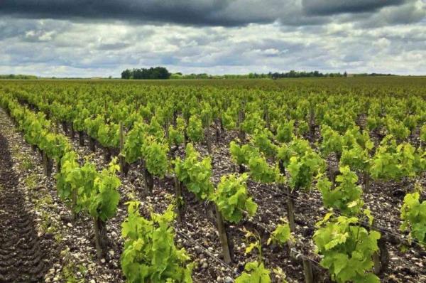 寻宝波尔多：那些被低估的好年份