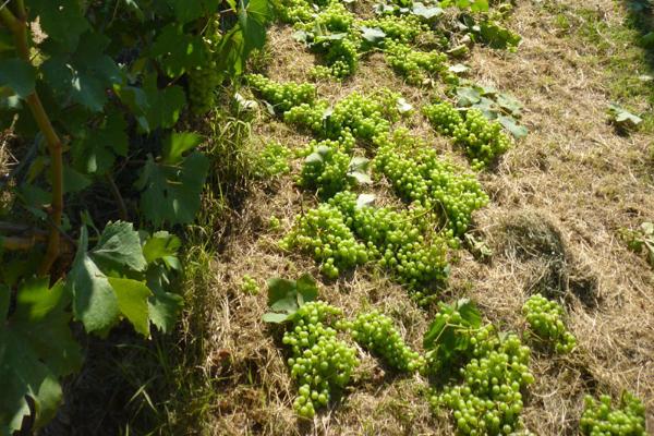 一年四季，葡萄园中的劳作