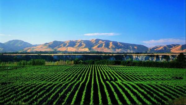 新西兰葡萄酒知识小测