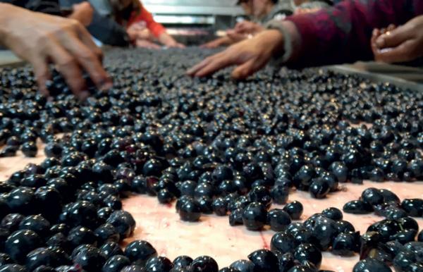 敖云：来自香格里拉的中国膜拜酒