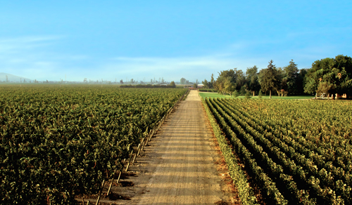 ■酒王活灵魂:智利风土和法国工艺的精彩演绎