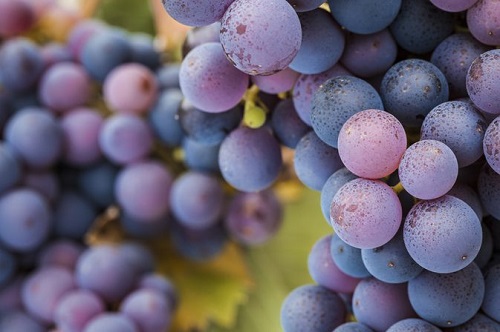 葡萄酒百科：关于单宁的5个小知识