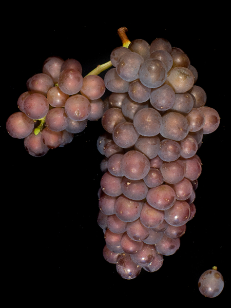 葡萄品种大揭秘之古老的皮诺家族