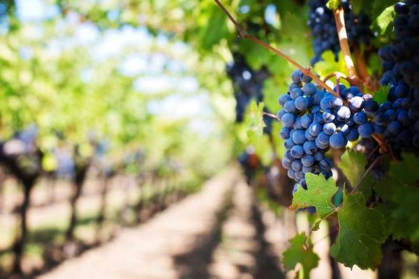 法国农业部：2018年葡萄酒产量将回升