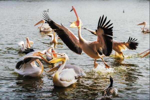 摄影大咖镜头里的乐和乐都，充满了欢乐！