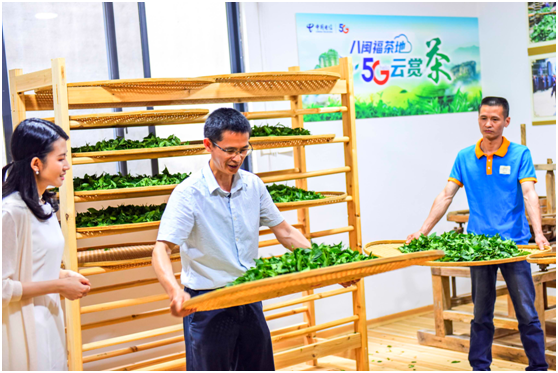 福建武夷山首秀“5G云赏茶”，中国电信智慧生态茶园添亮色