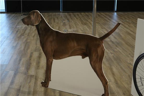 用Mate 10 Pro操控保时捷！华为仅花5周就征服了无人驾驶