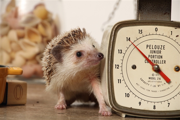 佳能发布入门单反EOS ：AI辅助自动对焦