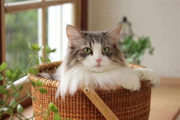 佳能发布入门单反EOS ：AI辅助自动对焦