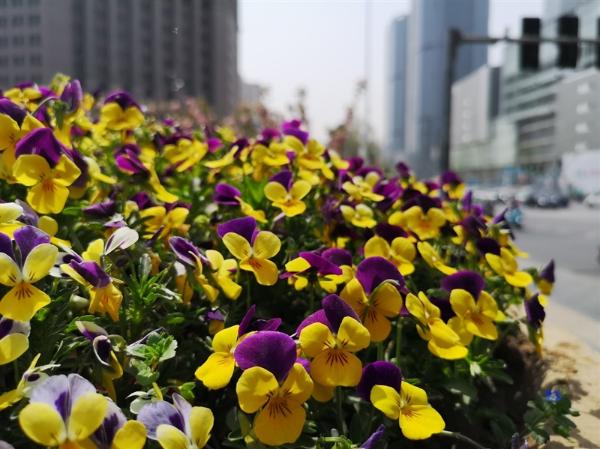 DxOMark第一！HUAWEI P20 Pro评测：三摄拍照地表最强