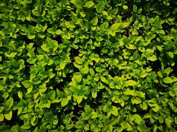 DxOMark第一！HUAWEI P20 Pro评测：三摄拍照地表最强