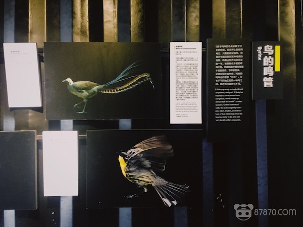 VR鸟类科普展：《华夏地理》出品就一定是精品吗？
