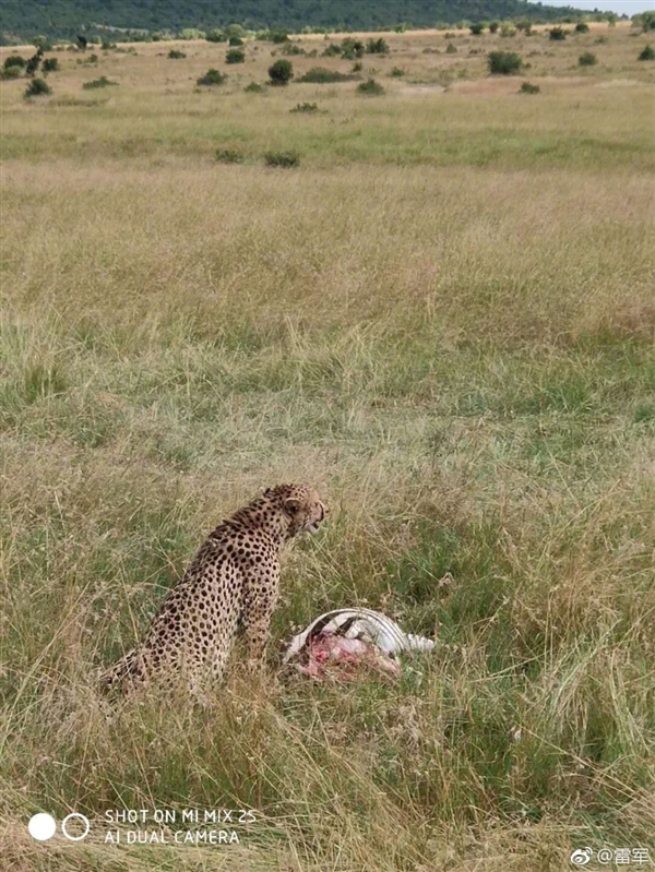 雷军晒小米MIX 2S肯尼亚草原样张：猎豹捕食斑马震撼