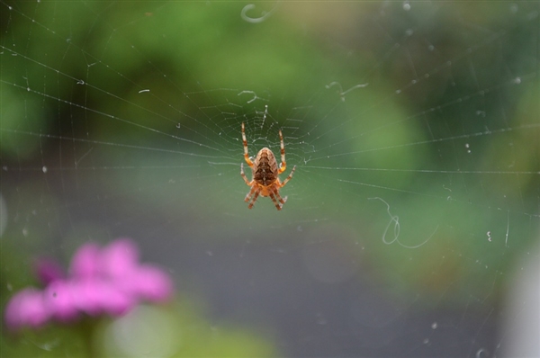 最新发现：蜘蛛也能哺乳后代？非哺乳动物首例！