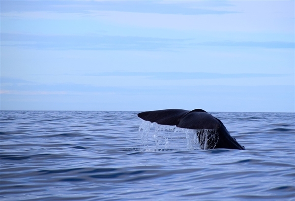 145头鲸鱼集体搁浅新西兰海滩 无奈实施安乐死