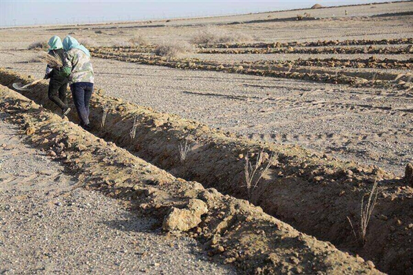 有图有真相！你在蚂蚁森林种的树 发芽了