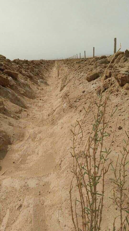 有图有真相！你在蚂蚁森林种的树 发芽了